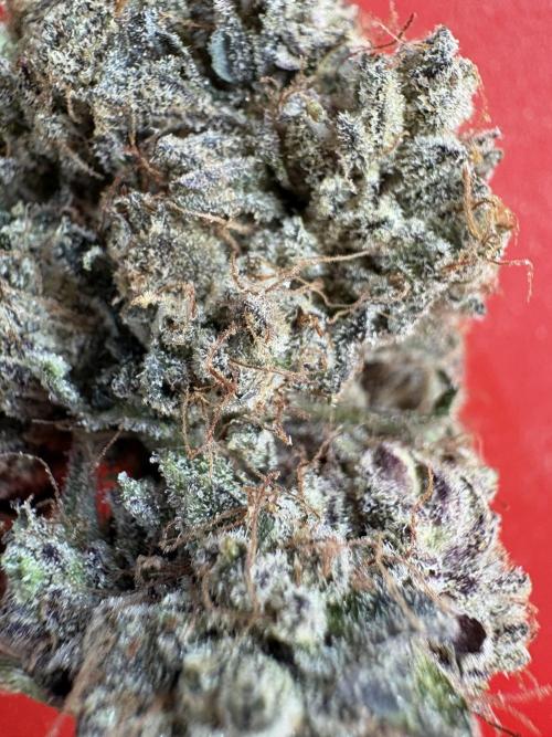 Milk & Terps – Coco Milk Diary. Week 14