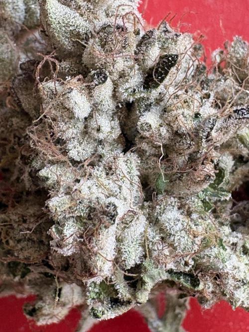 Milk & Terps – Coco Milk Diary. Week 14