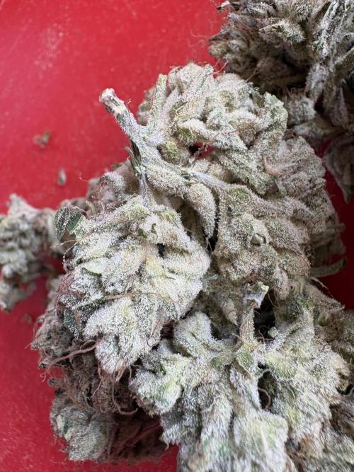Milk & Terps – Coco Milk Diary. Week 14