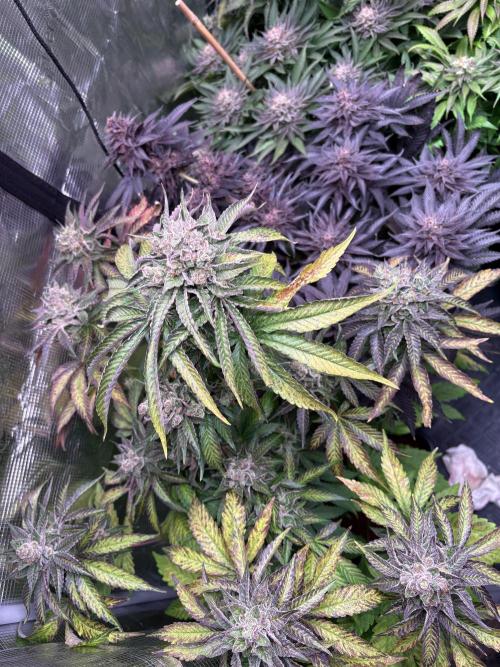 Project Lemon Orange: Zesty & Frosty. Week 12