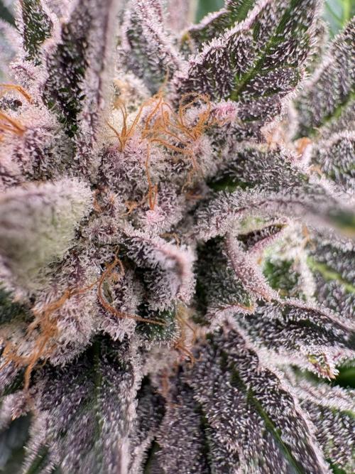 Project Lemon Orange: Zesty & Frosty. Week 12