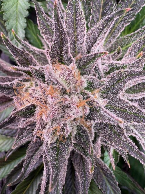 Project Lemon Orange: Zesty & Frosty. Week 12