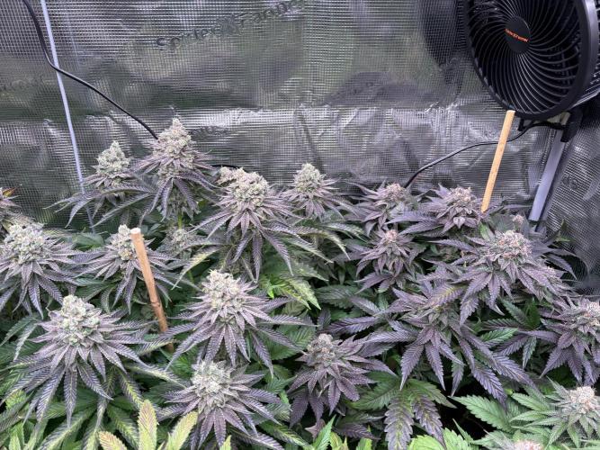 ✨ Strawberry Skilla – Terp Explosion. Week 12