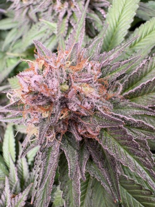 Strawberry Skrilla. Week 12