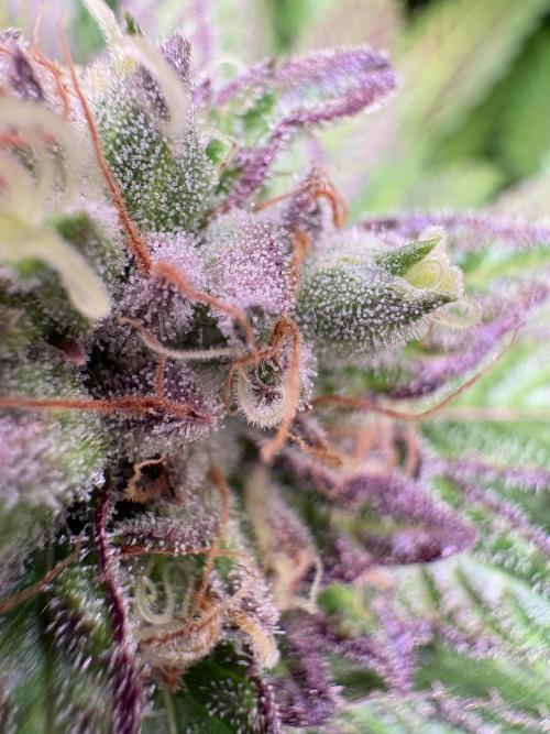 Epic Buzz. Week 12