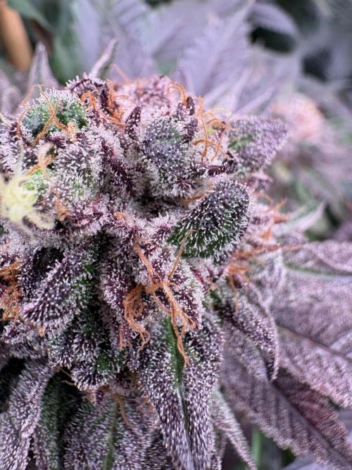 ✨ Strawberry Skilla – Terp Explosion. Week 12