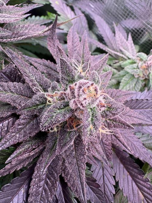 ✨ Strawberry Skilla – Terp Explosion. Week 12