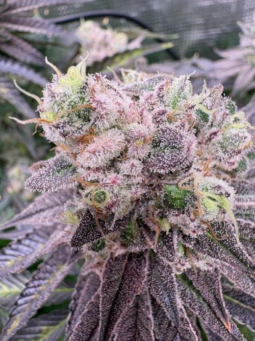 ✨ Strawberry Skilla – Terp Explosion. Week 12