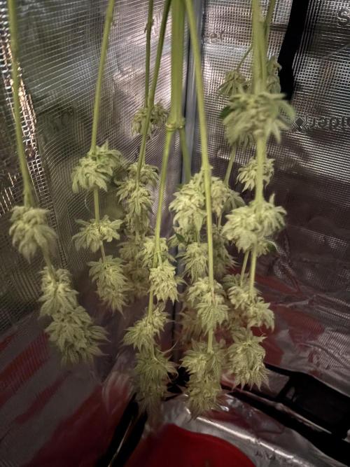 🍊 Mimozz – Glazed in Terps. Week 12