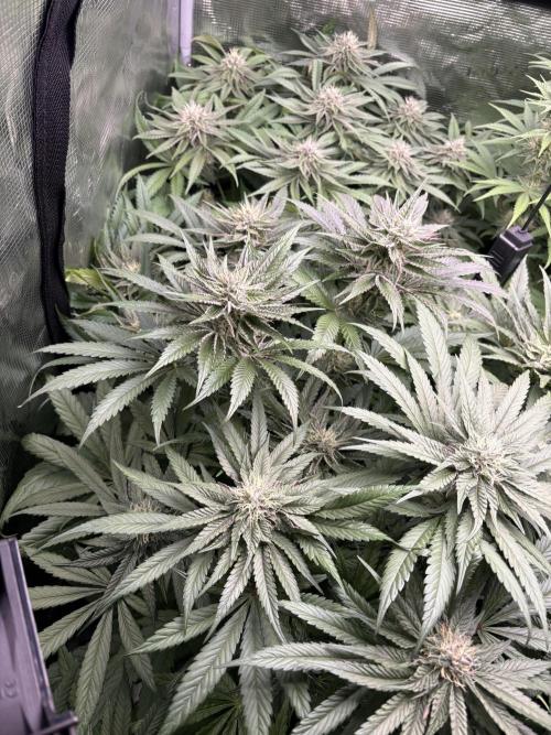 ✨ Purple Punch x Acai – Terp Dream. Week 8