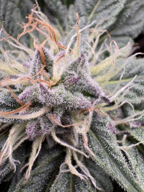 Acaiberry x Purple Punch. Week 9