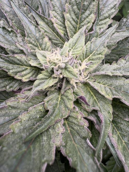 Blooberry Z. Week 9