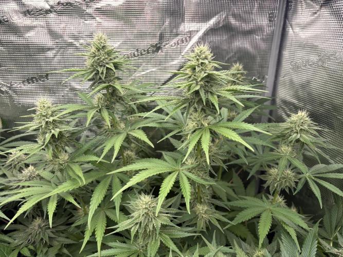 C5 Haze x Zkittlez x Cake  Flavor Run. Week 9