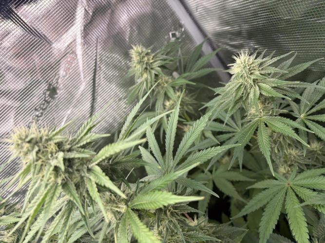 C5 Haze x Zkittlez x Cake  Flavor Run. Week 9