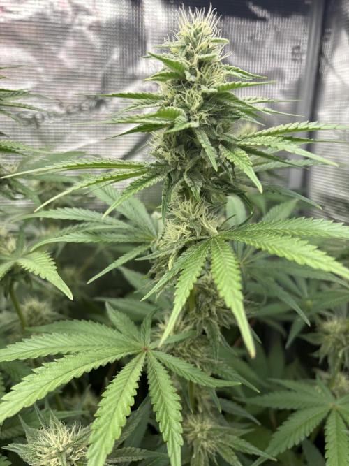 C5 Haze x Zkittlez x Cake  Flavor Run. Week 9