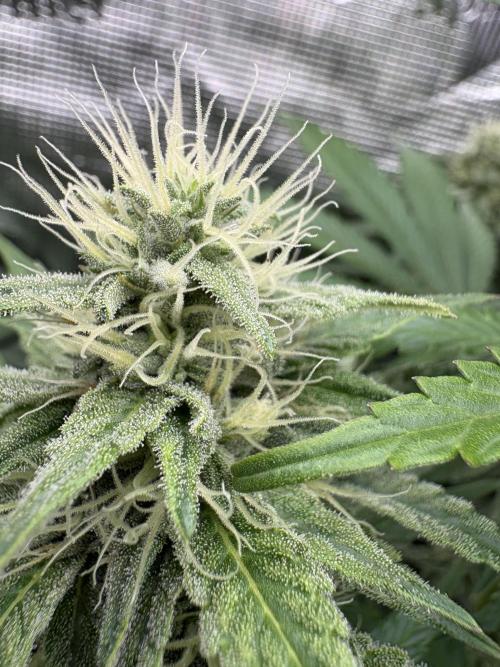C5 Haze x Zkittlez x Cake  Flavor Run. Week 9