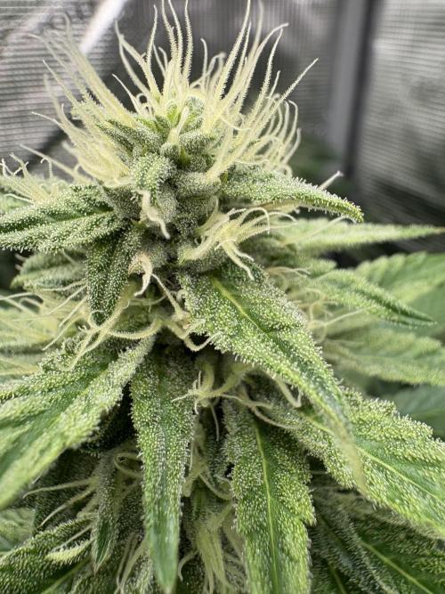 C5 Haze x Zkittlez x Cake  Flavor Run. Week 9