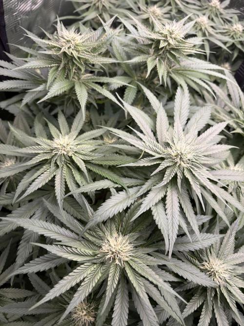 ✨ Purple Punch x Acai – Terp Dream. Week 7