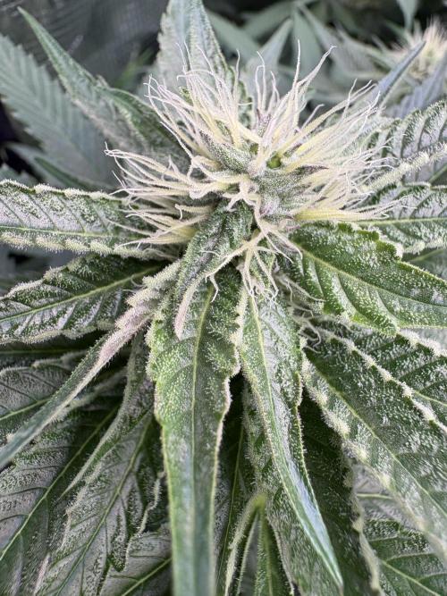 Acaiberry x Purple Punch. Week 7