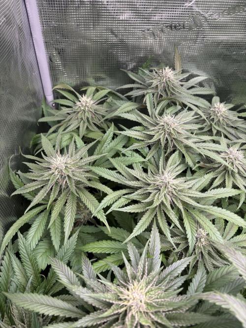 ✨ Purple Punch x Acai – Terp Dream. Week 9