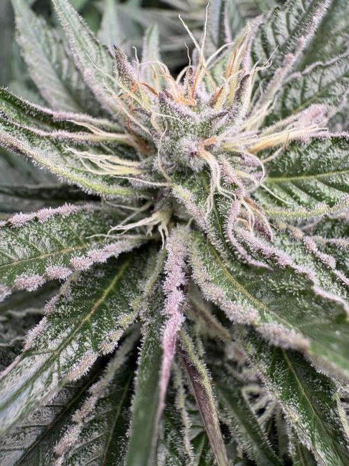 Acaiberry x Purple Punch. Week 9