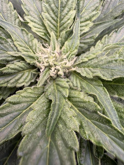Blooberry Z. Week 7