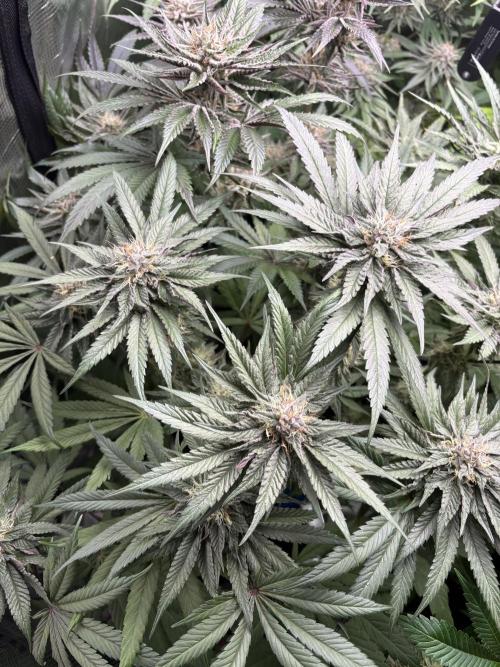 ✨ Purple Punch x Acai – Terp Dream. Week 10
