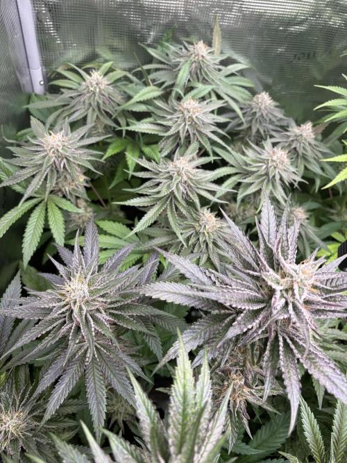 ✨ Purple Punch x Acai – Terp Dream. Week 10
