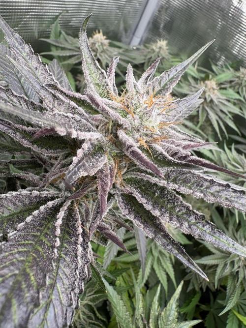 ✨ Purple Punch x Acai – Terp Dream. Week 10