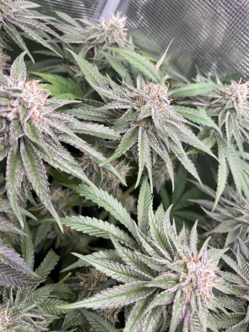 ✨ Purple Punch x Acai – Terp Dream. Week 10