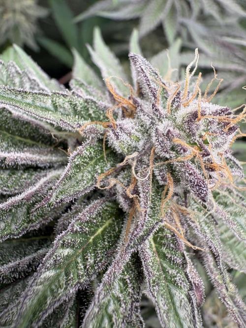✨ Purple Punch x Acai – Terp Dream. Week 10