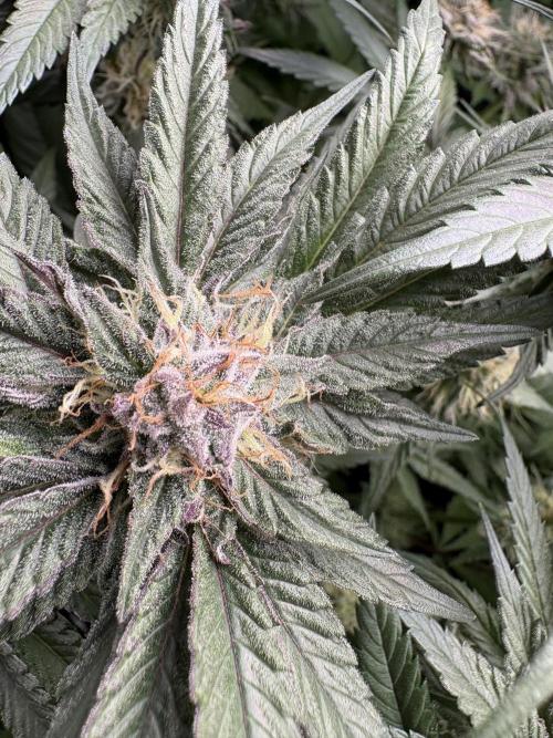 ✨ Purple Punch x Acai – Terp Dream. Week 10