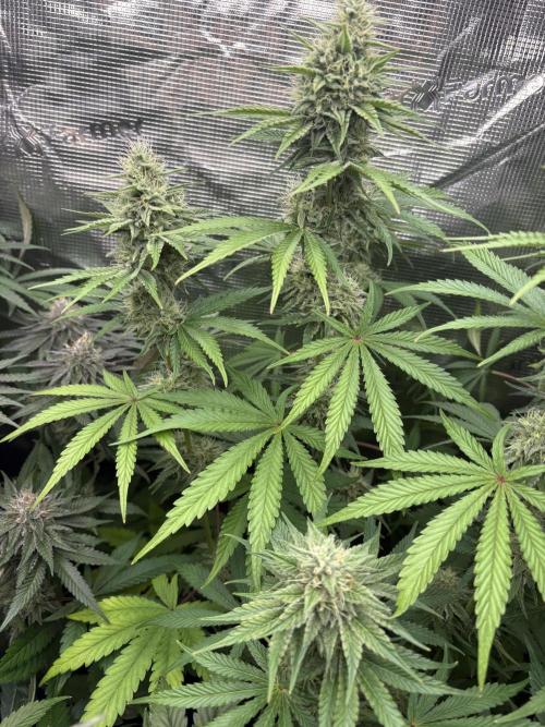 C5 Haze x Zkittlez x Cake  Flavor Run. Week 10