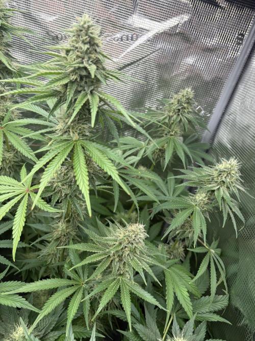 C5 Haze x Zkittlez x Cake  Flavor Run. Week 10