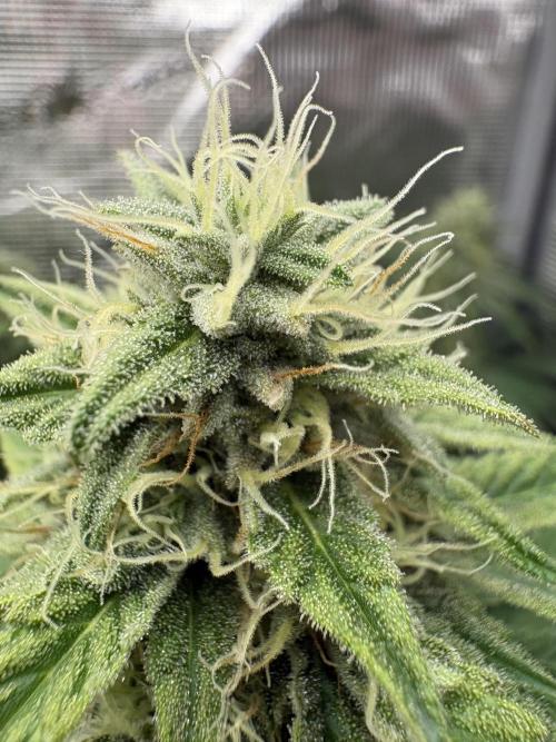 C5 Haze x Zkittlez x Cake  Flavor Run. Week 10