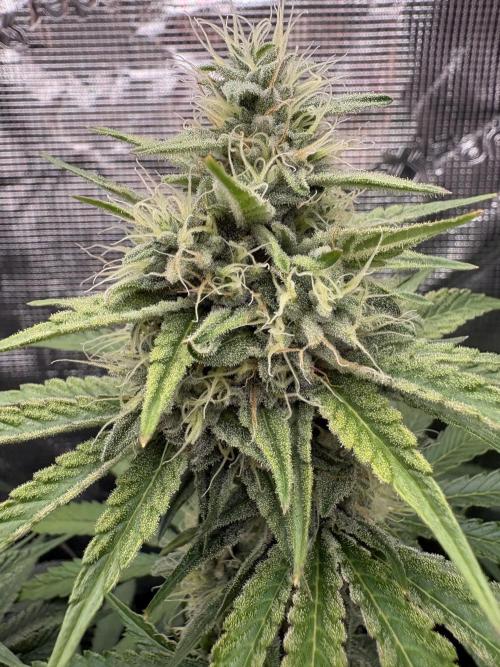 C5 Haze x Zkittlez x Cake  Flavor Run. Week 10