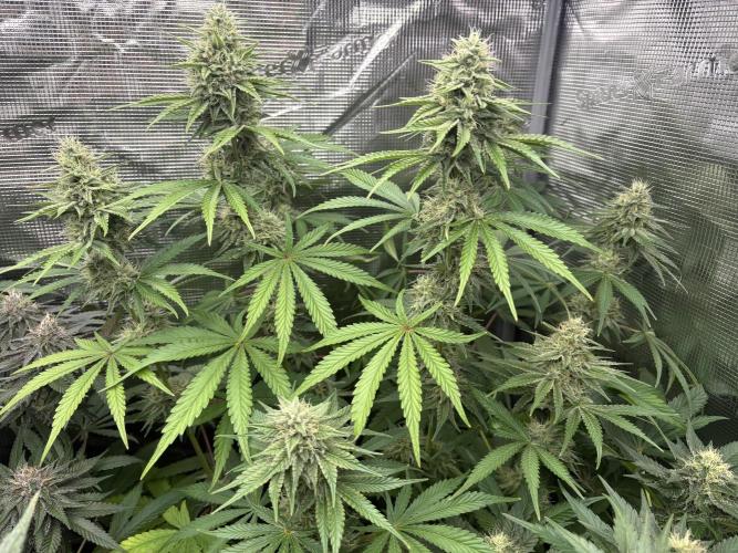 C5 Haze x Zkittlez x Cake  Flavor Run. Week 10