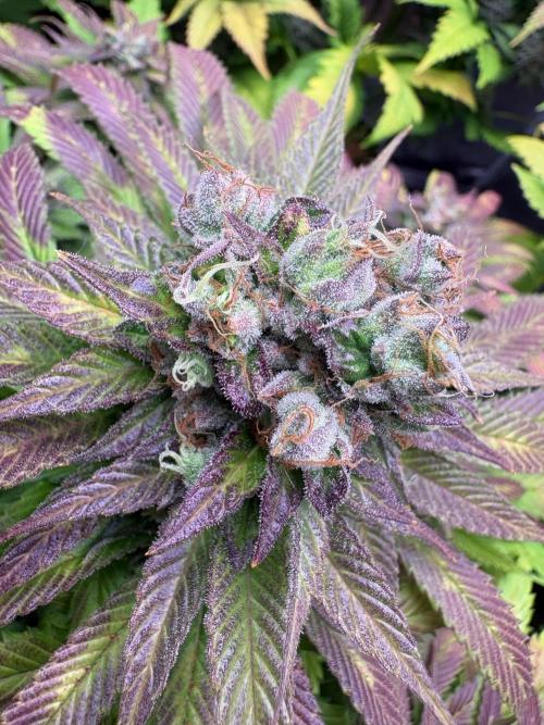 ⚡ Epic Buzz – Energy Overload. Week 13