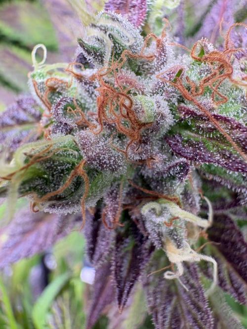 ⚡ Epic Buzz – Energy Overload. Week 13