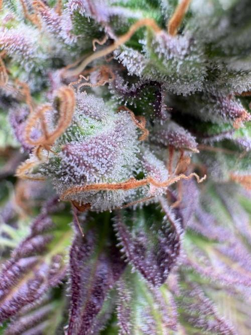 Epic Buzz. Week 13