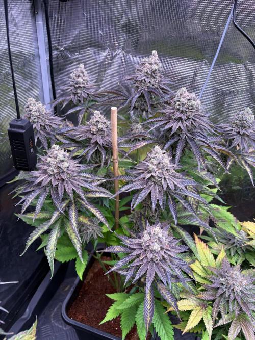 ✨ Strawberry Skilla – Terp Explosion. Week 13