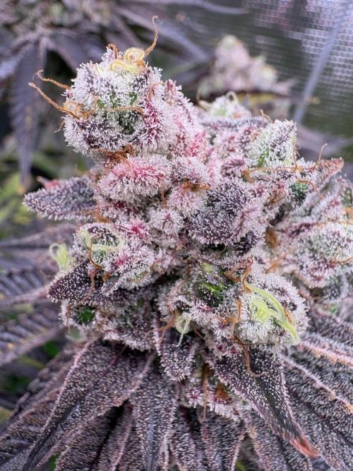 ✨ Strawberry Skilla – Terp Explosion. Week 13