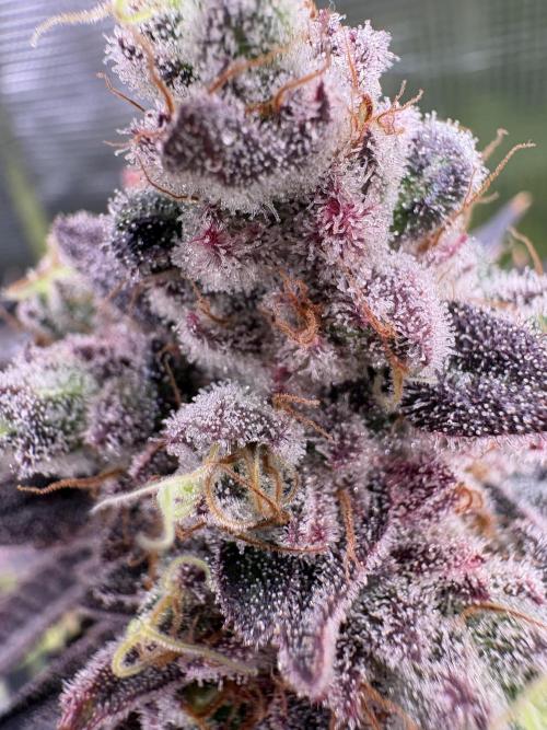 ✨ Strawberry Skilla – Terp Explosion. Week 13