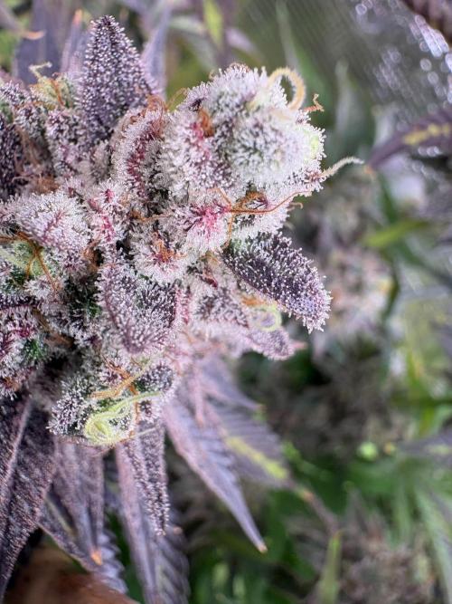✨ Strawberry Skilla – Terp Explosion. Week 13