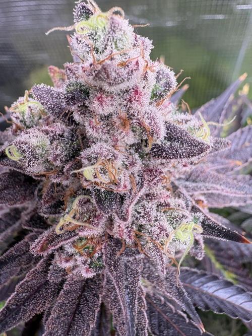 ✨ Strawberry Skilla – Terp Explosion. Week 13