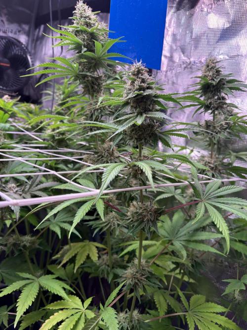 C5 Haze x Zkittlez x Cake  Flavor Run. Week 11