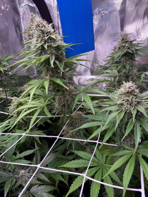 C5 Haze x Zkittlez x Cake  Flavor Run. Week 11