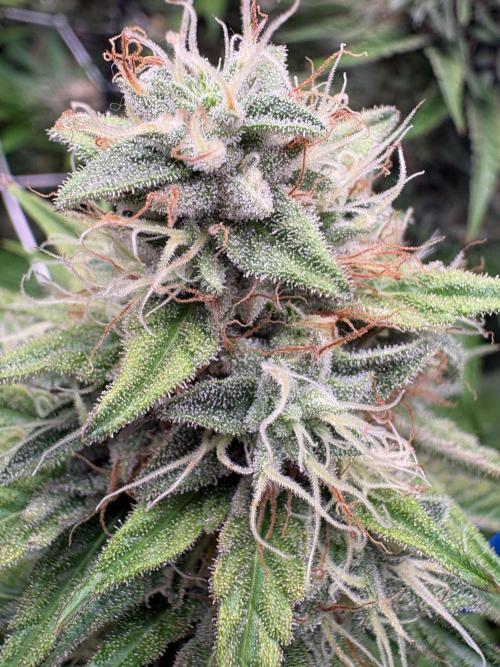 C5 Haze x Zkittlez x Cake  Flavor Run. Week 11