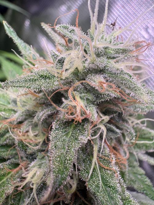 C5 Haze x Zkittlez x Cake  Flavor Run. Week 11