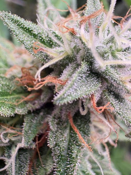 C5 Haze x Zkittlez x Cake  Flavor Run. Week 11